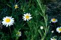 chamomile
